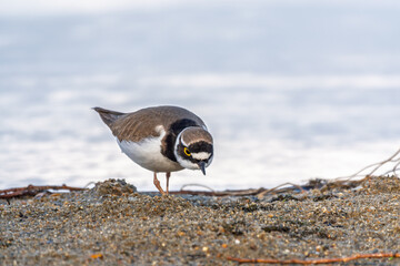 Little ringed plover (Charadrius dubius), bird standing on the lake shore