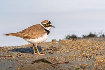 Little ringed plover (Charadrius dubius), bird standing on the lake shore