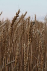 Golden ripe wheat field ready for harvest, cereal crop background