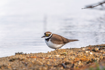 Little ringed plover (Charadrius dubius), bird standing on the lake shore