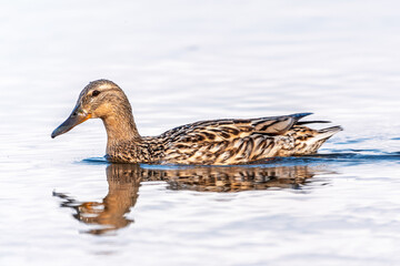 Mallard female Duck swims in the pond in the rain.