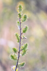 Nature awakes in spring. Blooming willow twigs and furry willow-catkins, so called seals or cats. Holly willow, Salix caprea, is a national symbol of Ukraine.