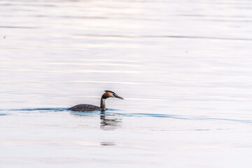 The waterfowl bird Great Crested Grebe swimming in the calm lake