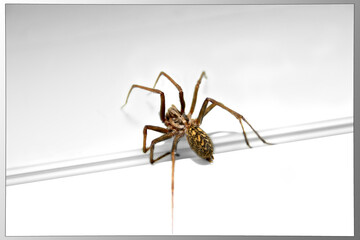spider on white background
