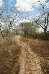 Editorial: A rustic dirt road with tire tracks curves through the dry, arid landscape of the Brazilian Sertao in Pernambuco.