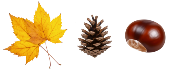 A collection of three classic autumn treasures: a yellow maple leaf, a prickly pine cone, and a shiny brown chestnut. This set is perfect for representing a walk in the forest during the fall.