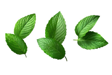 Obraz premium Fresh mint leaves isolated on a transparent background suitable for culinary and creative applications in food and beverage preparation