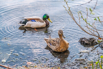 A couple of mallard ducks swims in the river