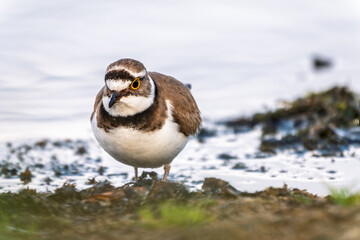 Little ringed plover (Charadrius dubius), bird standing on the lake shore