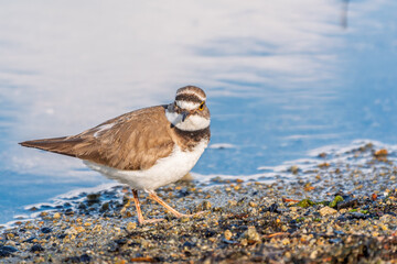 Little ringed plover (Charadrius dubius), bird standing on the lake shore