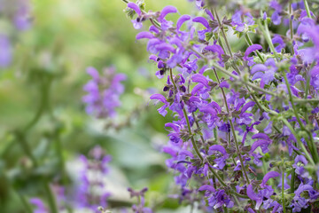 Blossoms of wild meadow sage (Salvia pratensis). Space for your text.