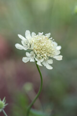 Blossom of a cream scabious (Scabiosa ochroleuca).
