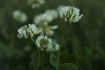 White clover flowers blooming in green meadow, natural wildflower background