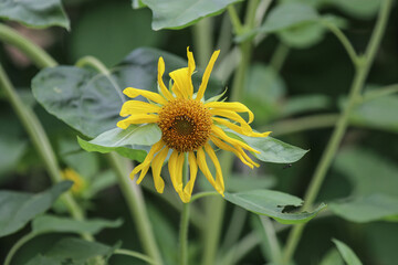 Close-up of Wilted Sunflower, Golden Petals with Green Background