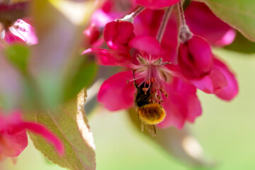 Spring. Yellow fluffy insect collects nectar. Apple trees in bloom. Defocus, selective focus, blur