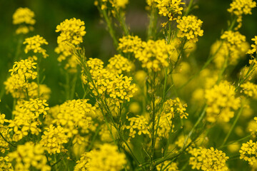 Turkish wartycabbage yellow wild flowers Bunias orientalis, hill mustard or turkish rocket flowers
