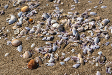 Shells in sand texture background. Seashell on sandy beach nature pattern, ocean dune clams in sunny day