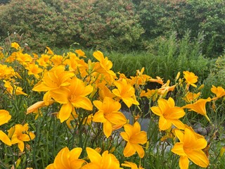 Beautiful yellow lilies in a summer garden on a blurred background