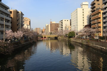横浜 大岡川沿いの桜の開花