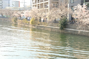 横浜 大岡川沿いの桜の開花