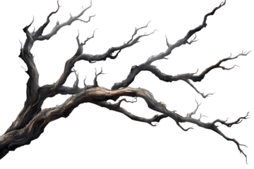 Dead tree branches with cracked bark in Isola capturing the essence of nature's decay and resilience under a clear sky during daylight hours