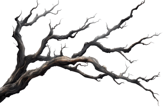 Dead tree branches with cracked bark in Isola capturing the essence of nature's decay and resilience under a clear sky during daylight hours