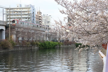 横浜 大岡川沿いの桜の開花