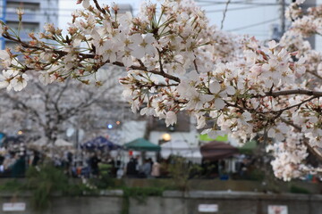 横浜 大岡川沿いの桜の開花