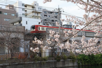 横浜 大岡川沿いの桜の開花