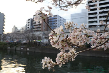 横浜 大岡川沿いの桜の開花