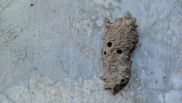Mud dauber wasp nest on a cracked concrete wall, a common sight in construction and old buildings.