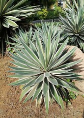 Vibrant Agave Americana Plant from Above
