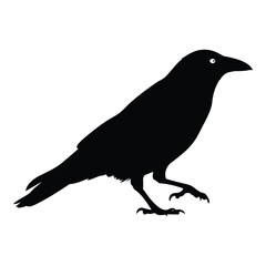Obraz premium Crow Silhouette Black and White Illustration bird raven