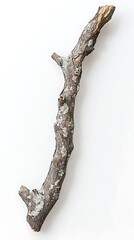 Fototapeta premium Isolated weathered tree branch covered with lichen against clean white background studio shot