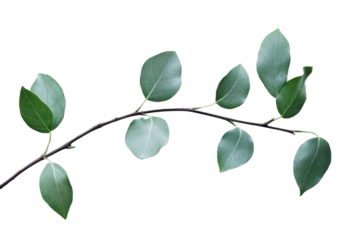 Christmas branch with lush green leaves isolated against a white background, showcasing the natural beauty of the festive season in a simple and elegant manner