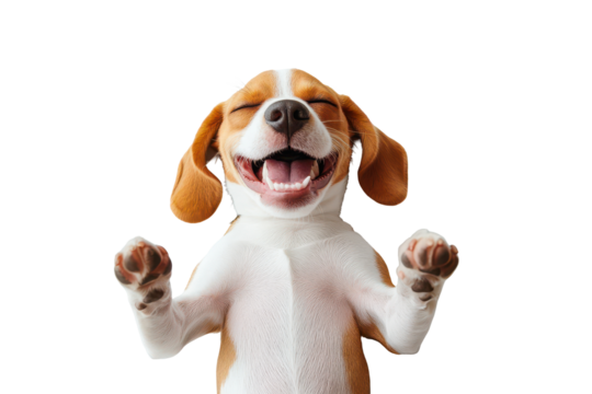 Joyful beagle dog laying down and enjoying a moment of happiness indoors during a sunny afternoon