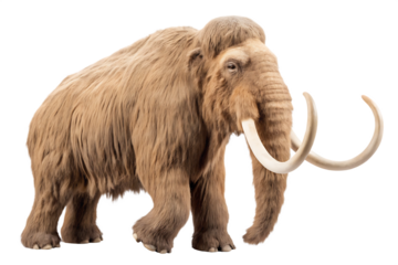 Woolly mammoth with curved tusks isolated on a transparent background prehistoric animal