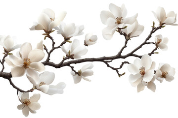 Obraz premium White flowers of a tree bloom beautifully against a transparent background showcasing nature's elegance and simplicity