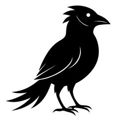crow on a white background