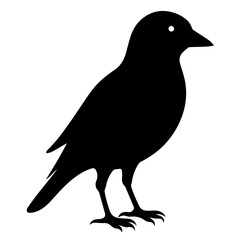 bird on a white background