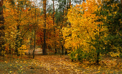 Autumn forest. Fallen leaves rustle underfoot. Autumn colors attract the eye. A pleasant walk in nature.