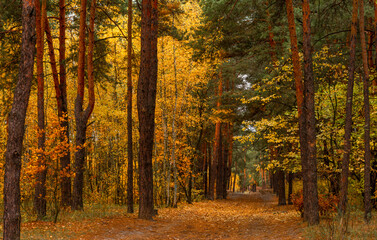 Autumn forest. Fallen leaves rustle underfoot. Autumn colors attract the eye. A pleasant walk in nature.