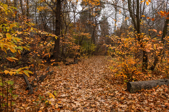 Rustle Foliage Изображения: просматривайте стоковые фотографии, векторные изображения ...