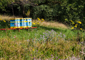 Fototapete bei efototapeten.de bestellen   