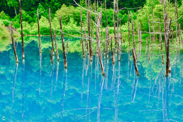 初夏の白金青い池（北海道・美瑛町）