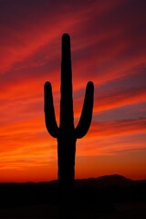 Silhouette of a saguaro cactus against a vibrant red and orange desert sunset. AI generated landscape for design elements.