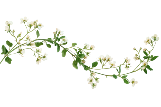 Delicate wildflower border featuring tiny white blooms and lush green leaves isolated on a clean background for floral arrangements or design projects