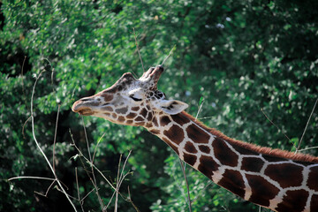 portrait of a giraffe