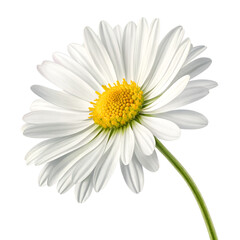 Naklejka premium daisy isolated on white background