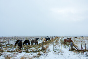 Group of Icelandic horses eating in a snowy winter landscape. Their thick winter coats and calm...
